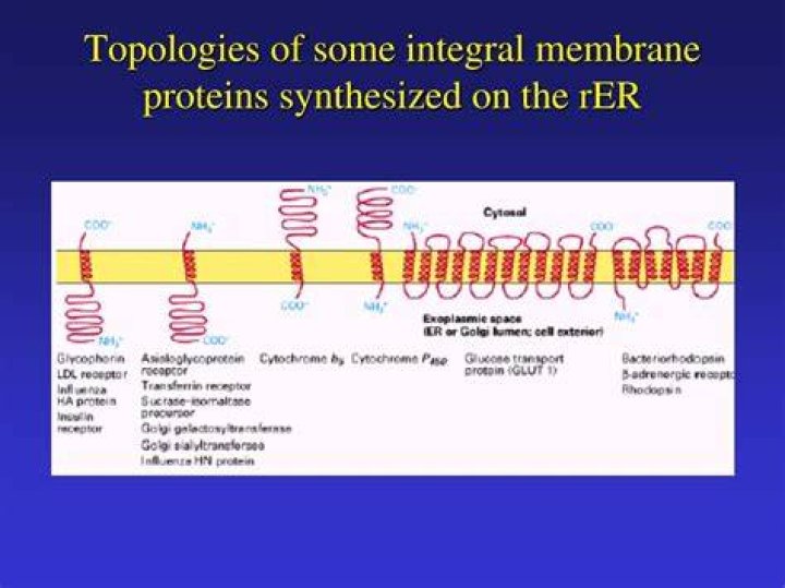 Where are integral proteins synthesized