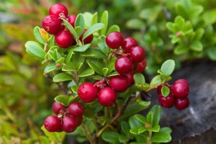 Where are lingonberry found