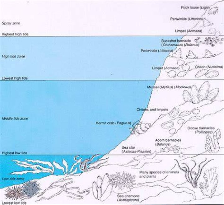 Where are rocky intertidal zones found