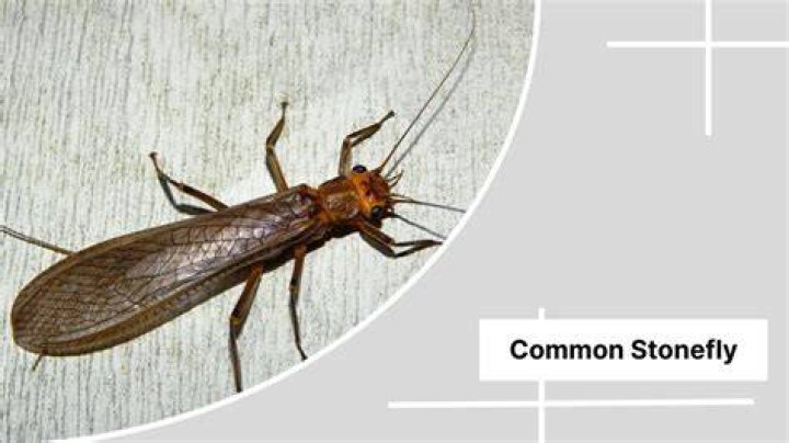 Where are stoneflies found