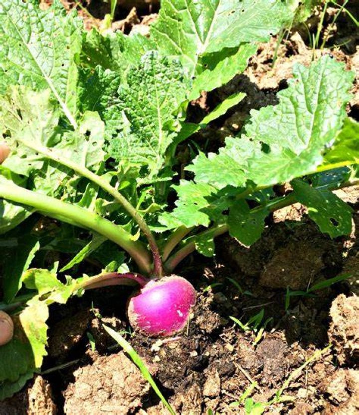 Where are turnips grown
