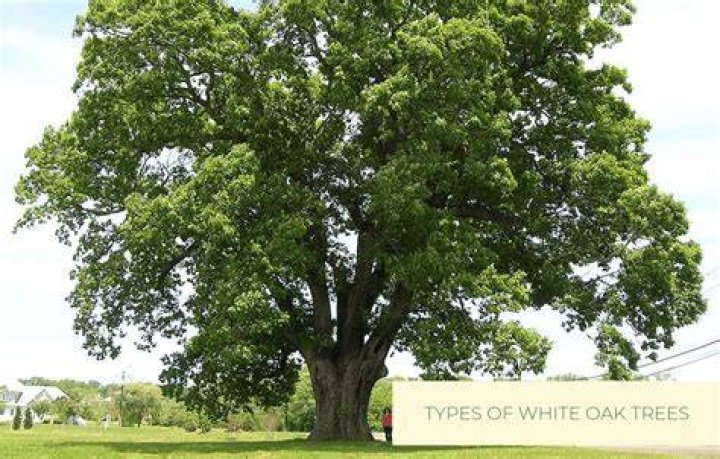 Where are white oak trees found