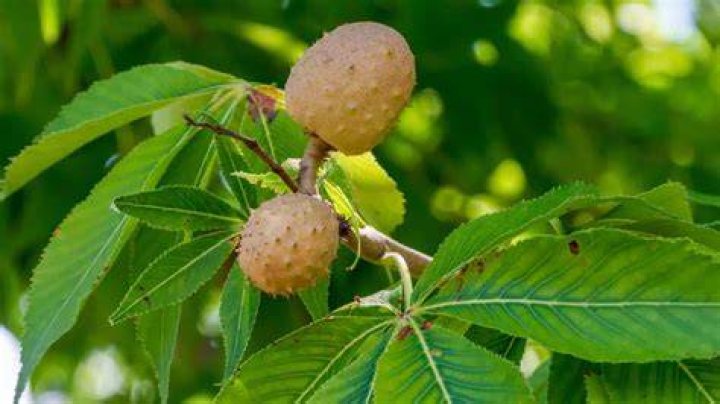 Where can I find a buckeye tree in Ohio