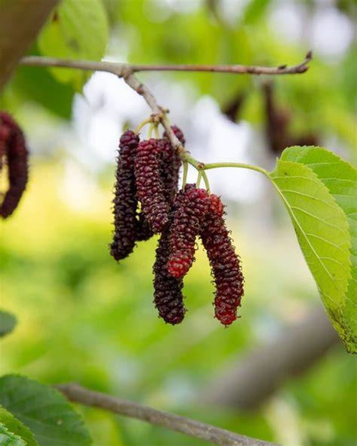 Where can I find mulberries