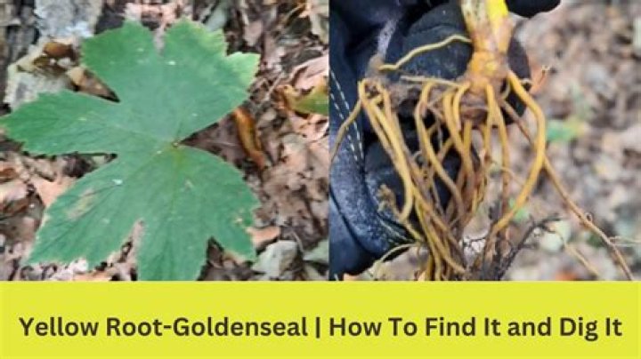 Where can I find yellow root
