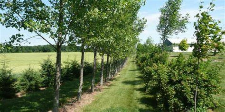 Where can I plant a windbreak tree