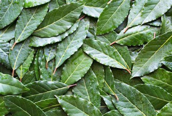 Where can you find bay leaves