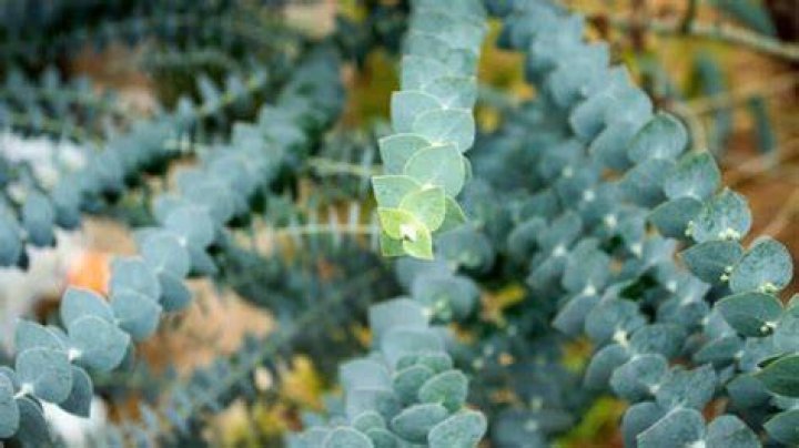 Where can you find eucalyptus plant