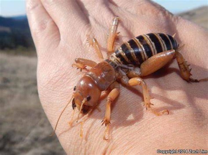 Where can you find Jerusalem crickets