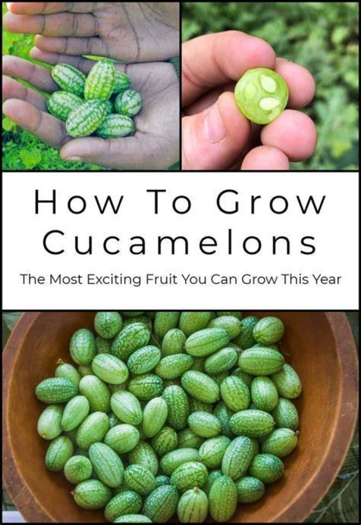Where can you get Cucamelons