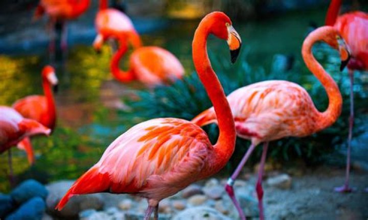 Where can you see flamingos in the US