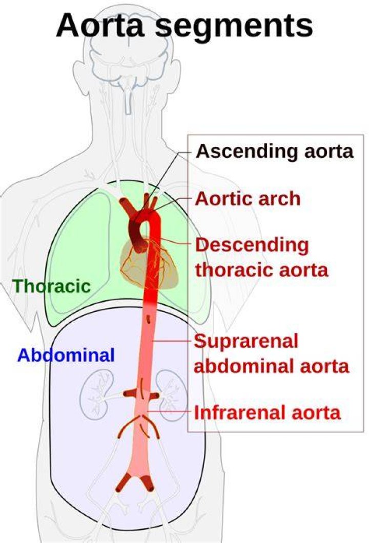 Where did the word aorta come from