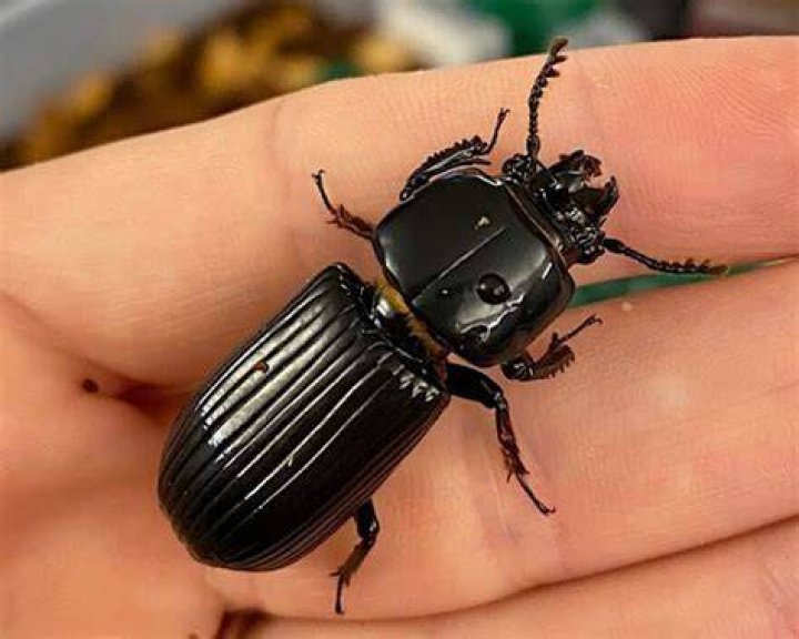 Where do Bess beetles live