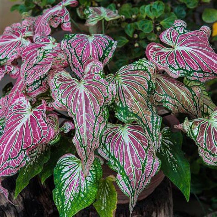 Where do caladiums grow in the garden