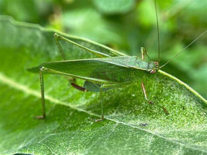 Where do katydids go during the day