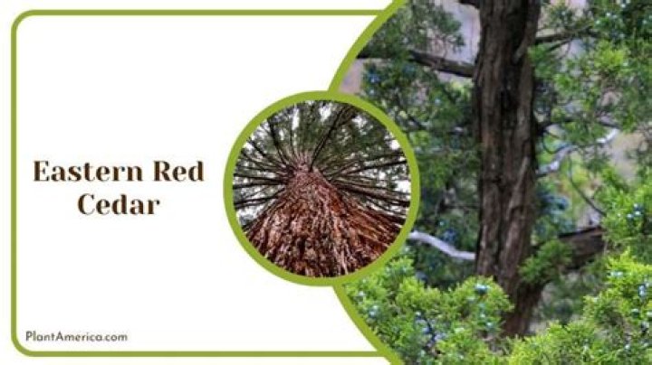 Where do red cedars grow