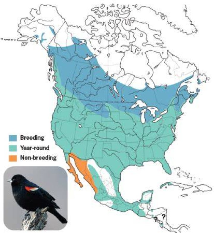 Where do red winged blackbirds live