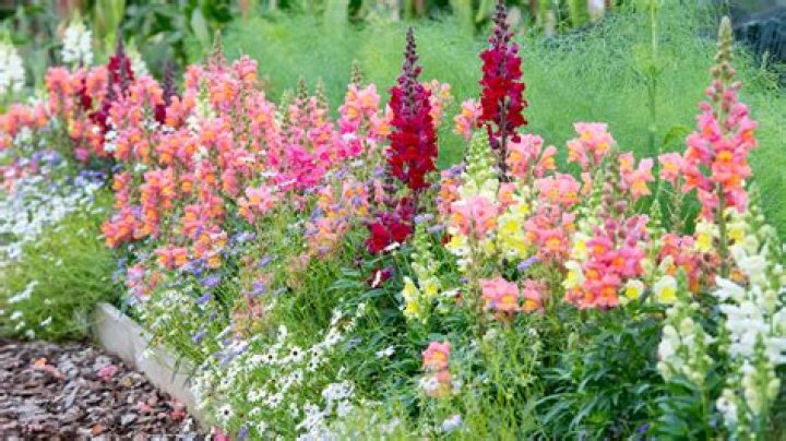 Where do snapdragon flowers grow