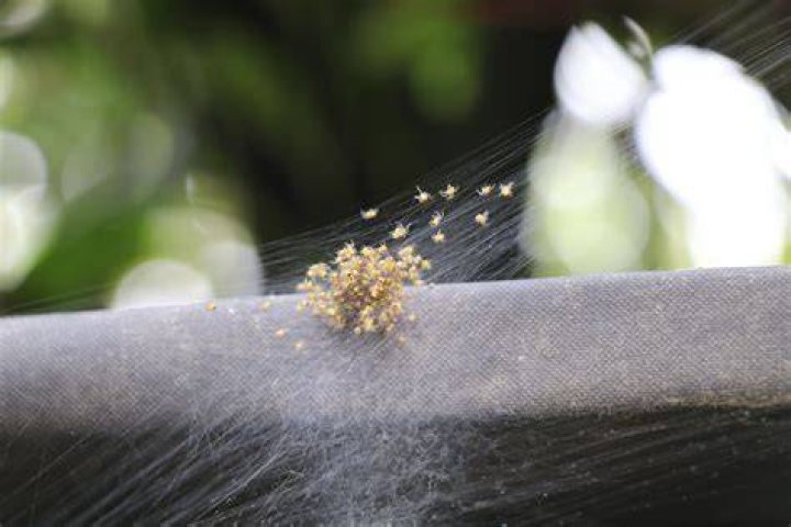 Where do strawberry spiders live