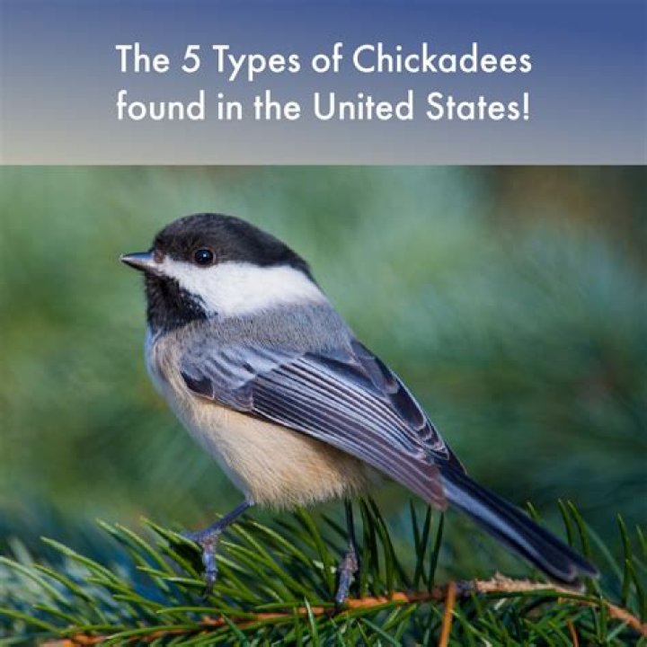 Where do you find chickadees