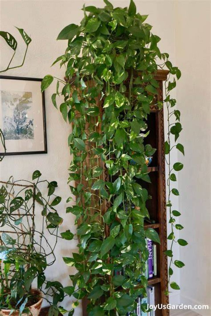 Where do you hang pothos