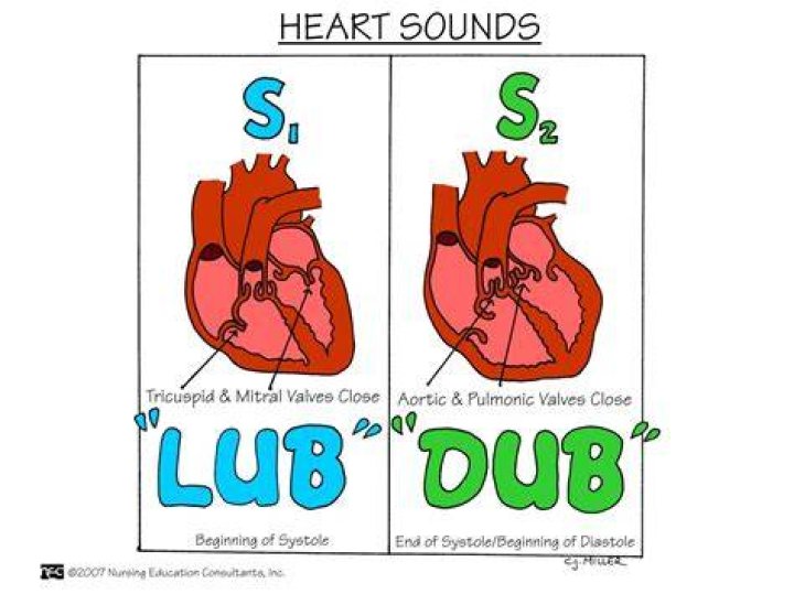 Where do you hear s1 and s2 best
