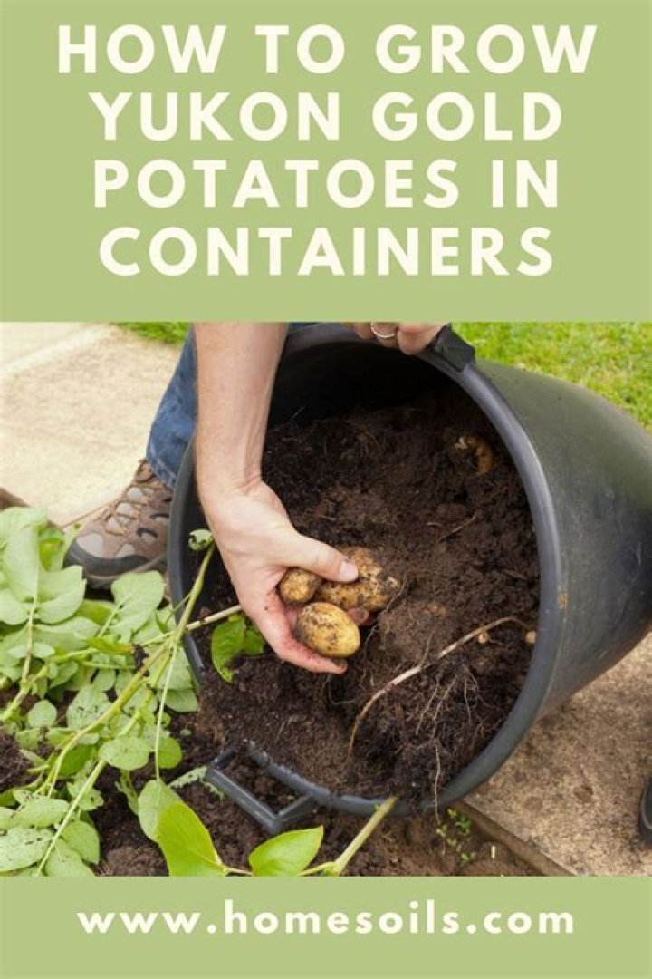 Where do Yukon Gold potatoes grow