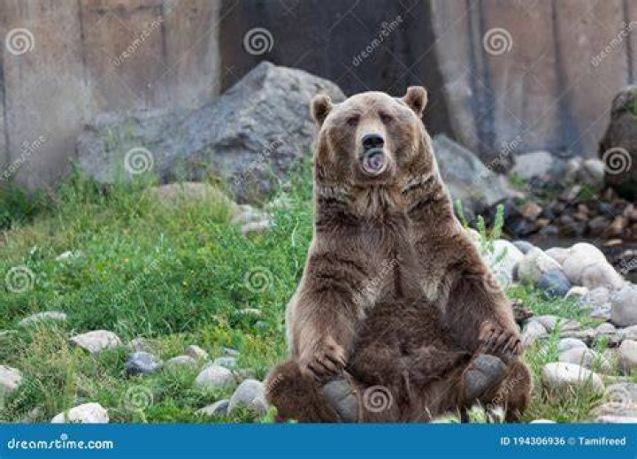 Where does Brutus the bear live