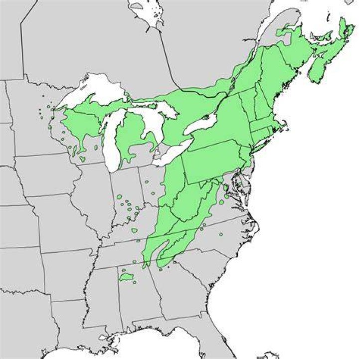 Where does eastern hemlock grow