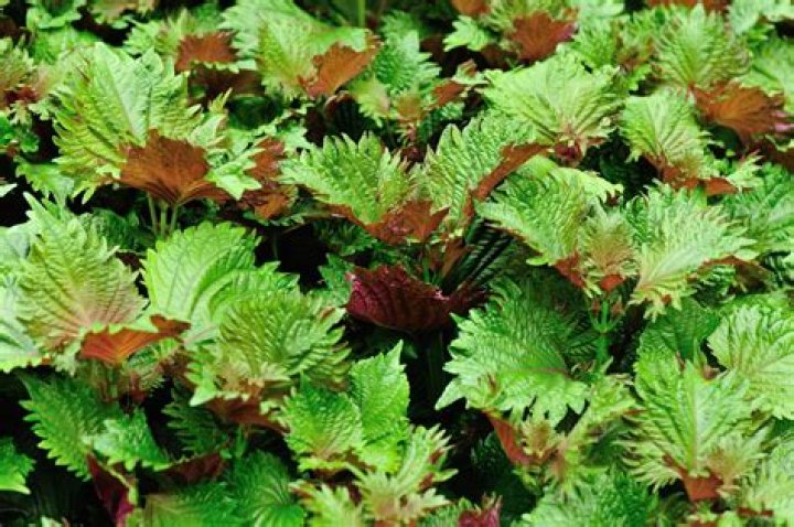 Where does Perilla mint grow