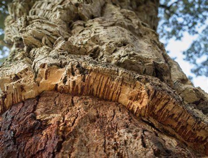Where does the cork oak tree grow