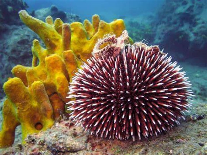 Where does the word echinoderms come from