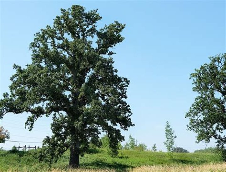 Where does white oak grow best