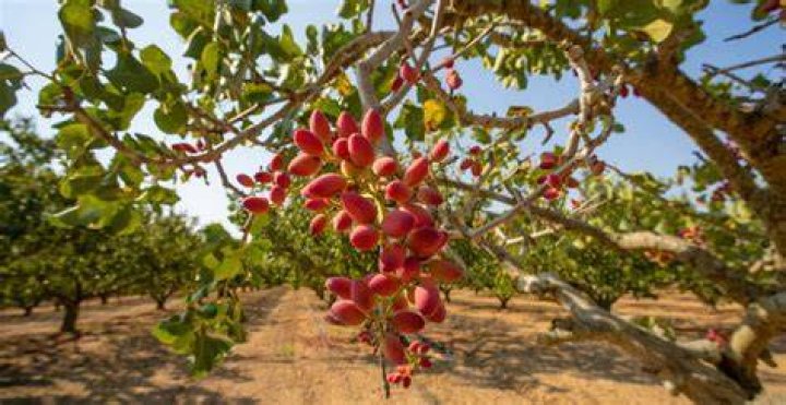 Where in California are pistachios grown