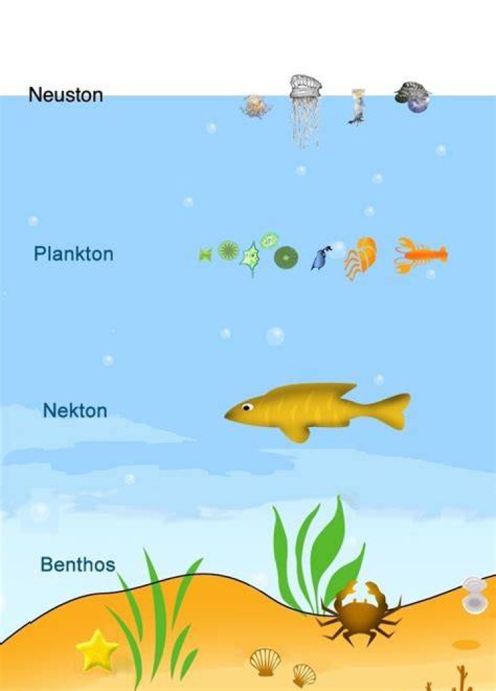 Where is a Neuston ecosystem