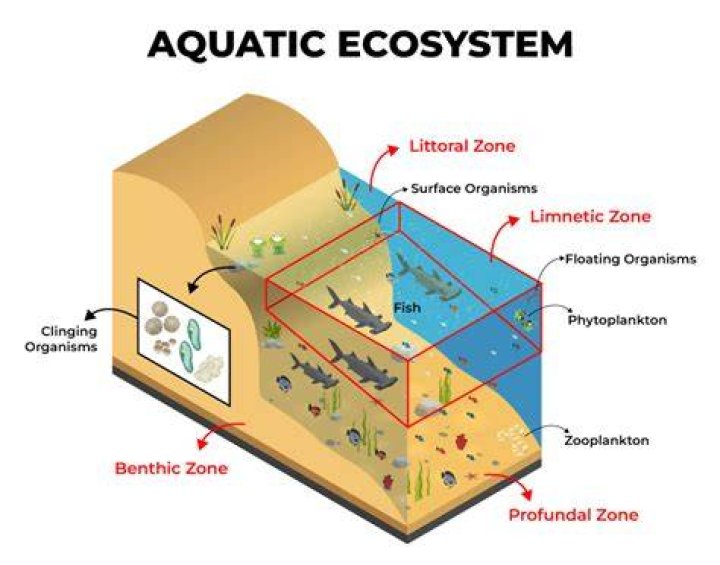 Where is an aquatic ecosystem