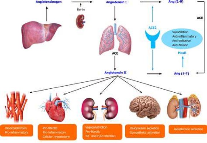 Where is angiotensinogen converted to angiotensin 1