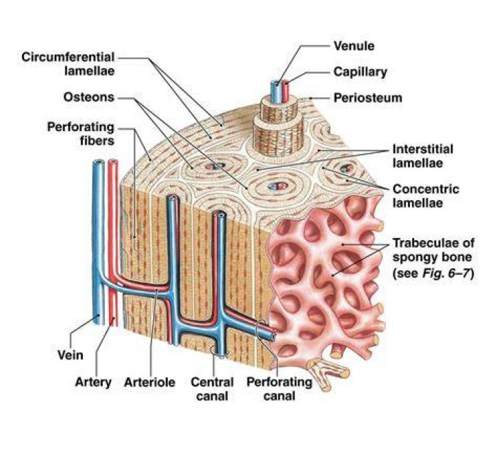 Where is compact bone tissue found