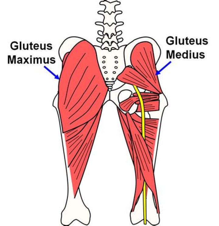 Where is gluteus medius located