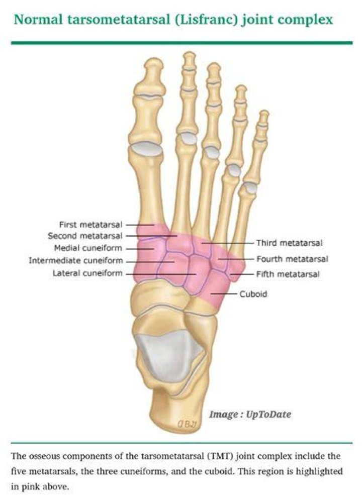 Where is the first Tarsometatarsal joint