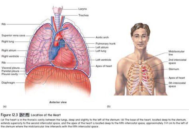 Where is the heart located in anatomical terms