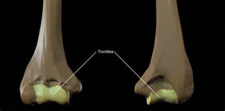 Where is the lateral Trochlea