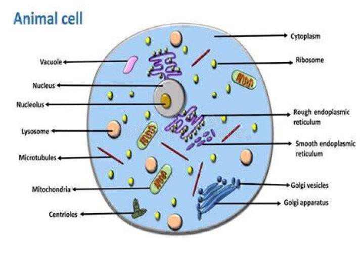 Where is the microtubules in an animal cell