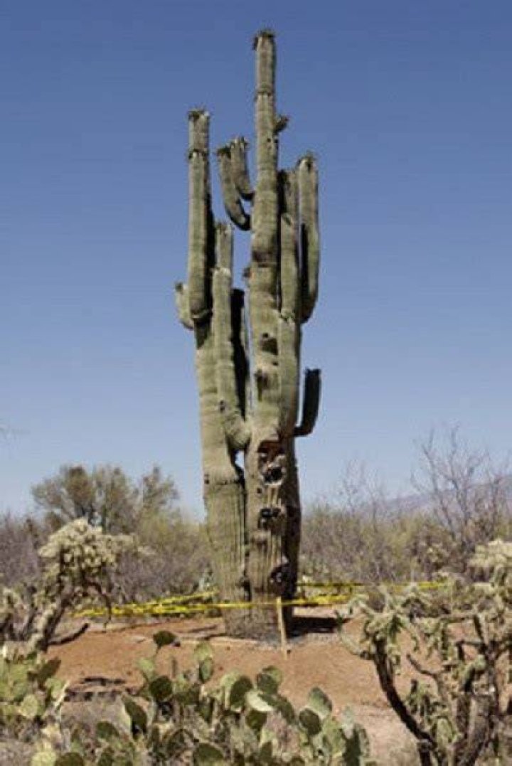 Where is the oldest saguaro cactus