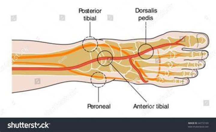 Where is the pulse point in your foot