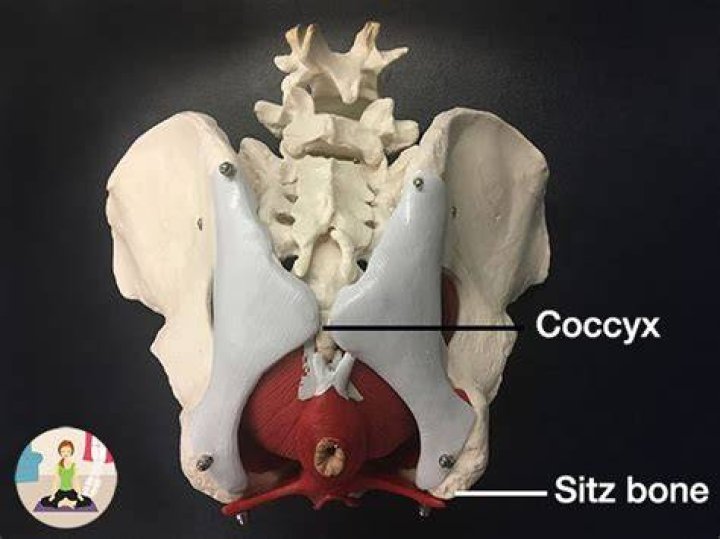 Where is the sitz bone