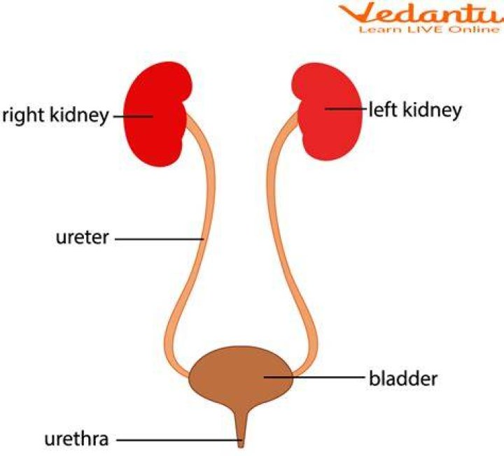 Where is the ureter