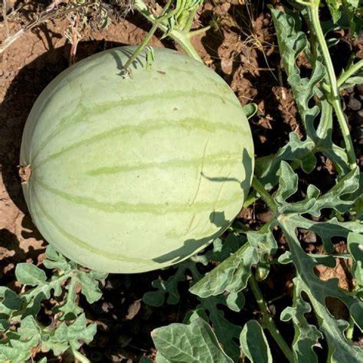 Where is the watermelon native to