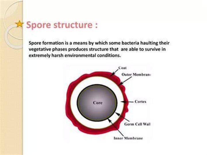 Which bacteria produces the most heat resistant spore