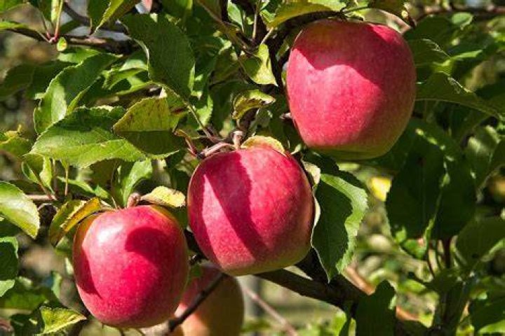 Which countries grow pink lady apples